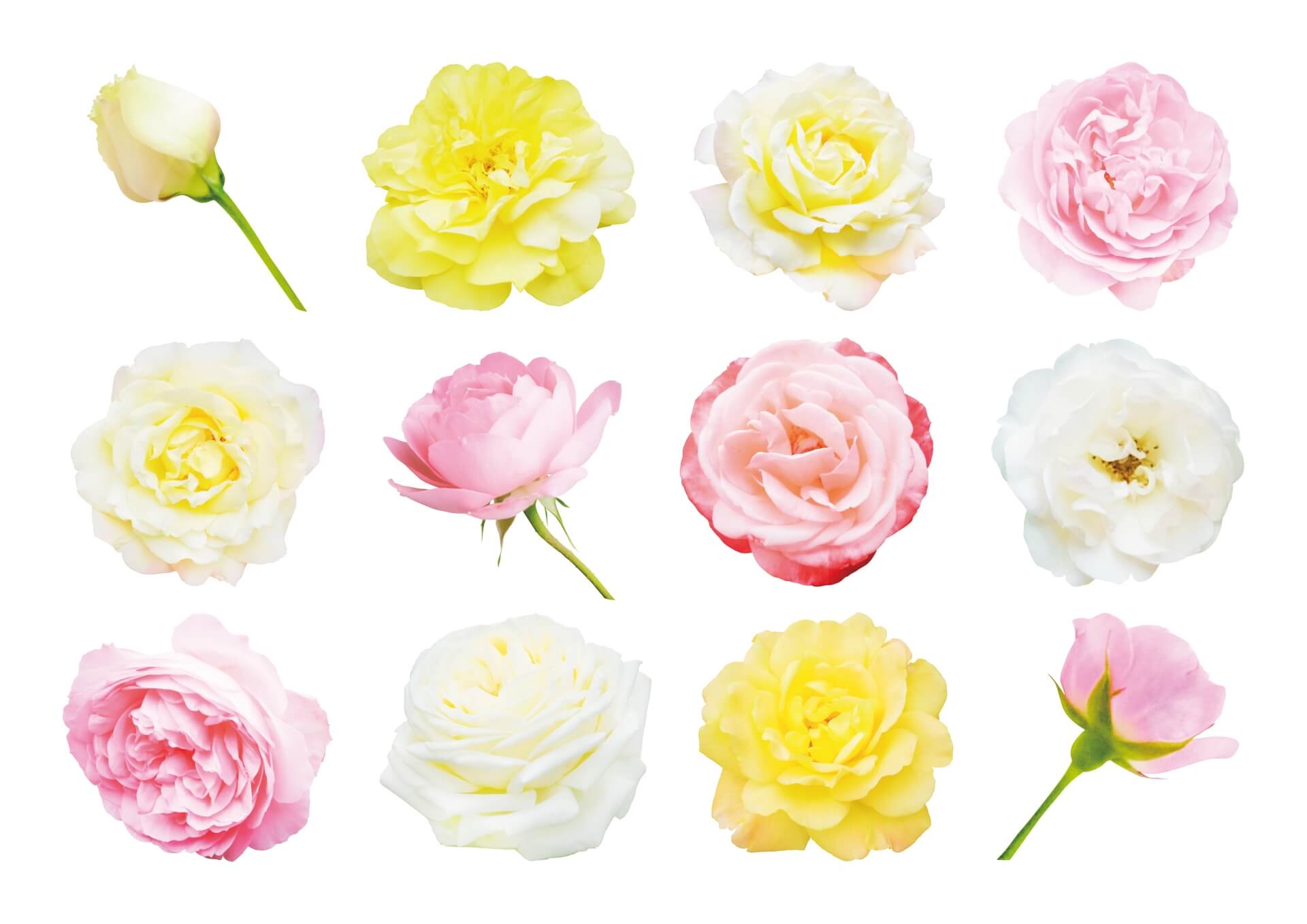 バラの花束。本数や色で意味が変わるって知ってました？
